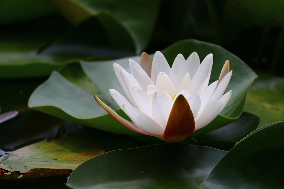 森林公園：睡蓮の花